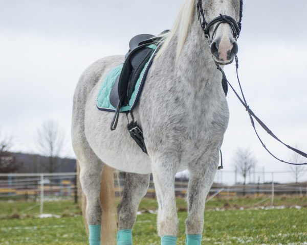 horse Coco Chanel (Hessian Warmblood, 1991, from Calderon)