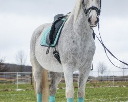 Pferd Coco Chanel (Hessisches Warmblut, 1991, von Calderon)