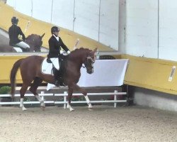 dressage horse Querubin (German Sport Horse, 2008, from Quaterback)