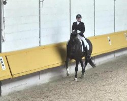 dressage horse Sanimour G (Oldenburg, 2009, from San Amour I)