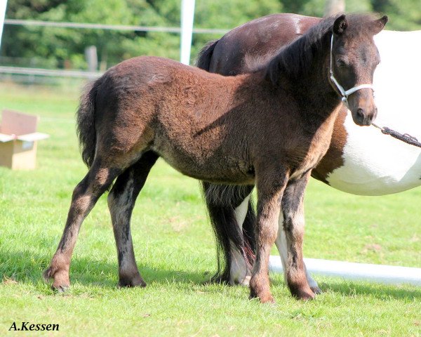 broodmare Twilight vom Elsensee (Shetland Pony, 2014, from Skovmosens Rustik)