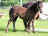 broodmare Twilight vom Elsensee (Shetland Pony, 2014, from Skovmosens Rustik)