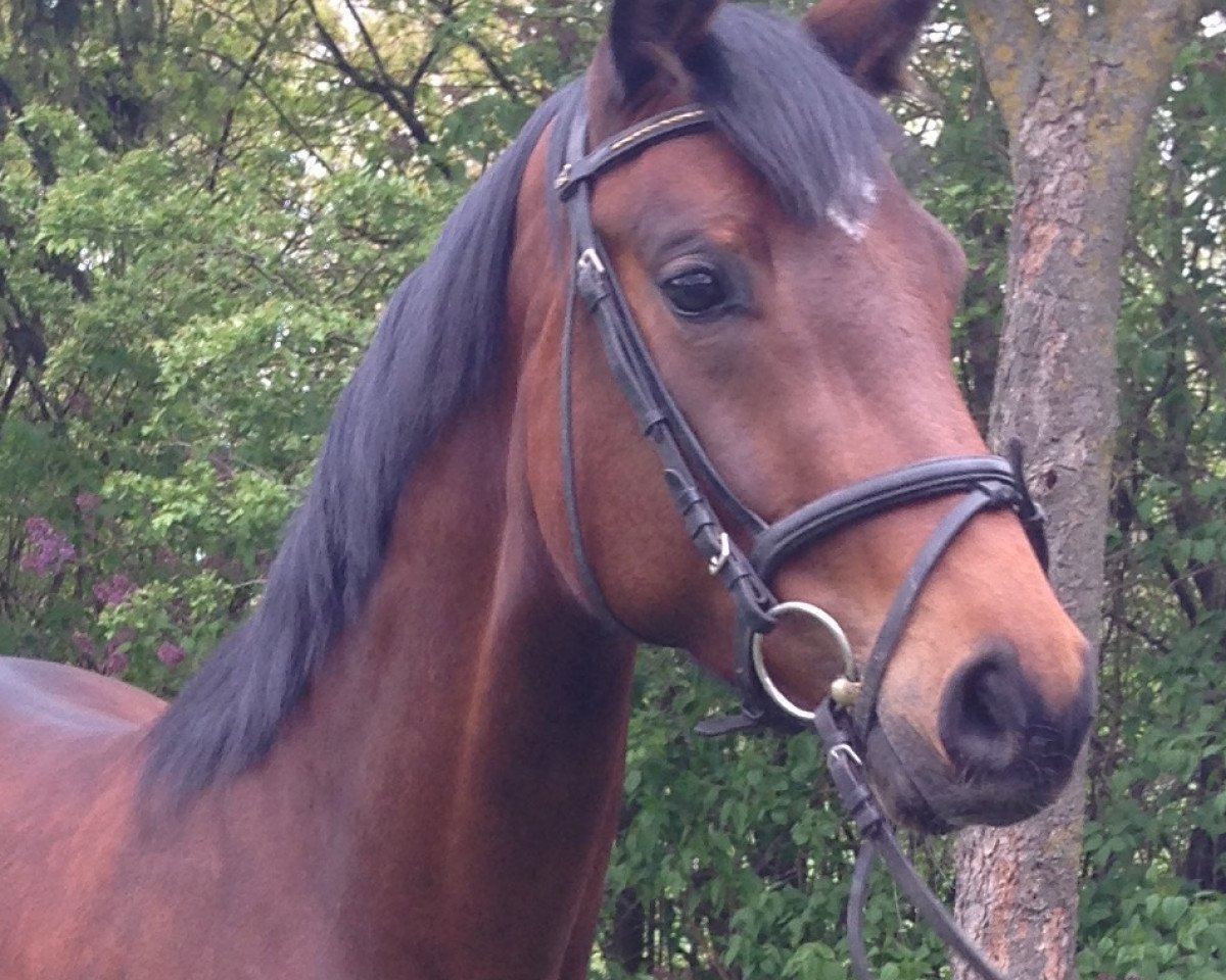 dressage horse Bellissima (Bavarian,  , from Belissimo NRW)