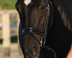 dressage horse Aliyah (Rhinelander, 2001, from Abanos)