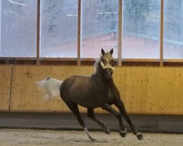 broodmare Hippophae (German Sport Horse, 2010, from Belissimo NRW)