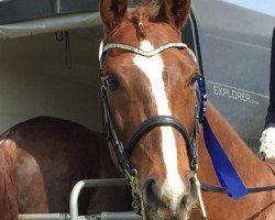 dressage horse Bardolino 29 (Westphalian, 2005, from Belissimo NRW)