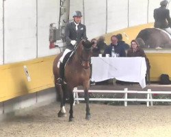 dressage horse Lord de Luxe 5 (Rhinelander, 2008, from Lord Loxley I)