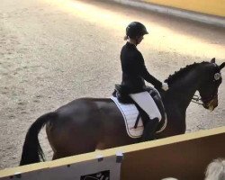 dressage horse Le Beau B. (Bavarian, 2004, from Luberon)