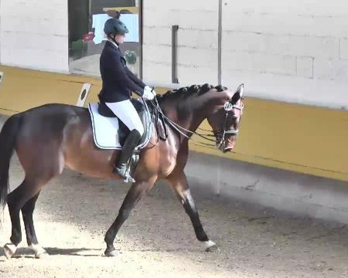 dressage horse Sonny Mojo (Oldenburg, 2009, from Spielberg)