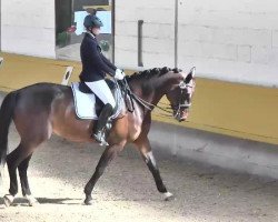 dressage horse Sonny Mojo (Oldenburg, 2009, from Spielberg)