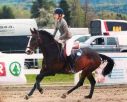 jumper Coco Chanel 11 (Austrian Warmblood, 2005, from Cosinus B)