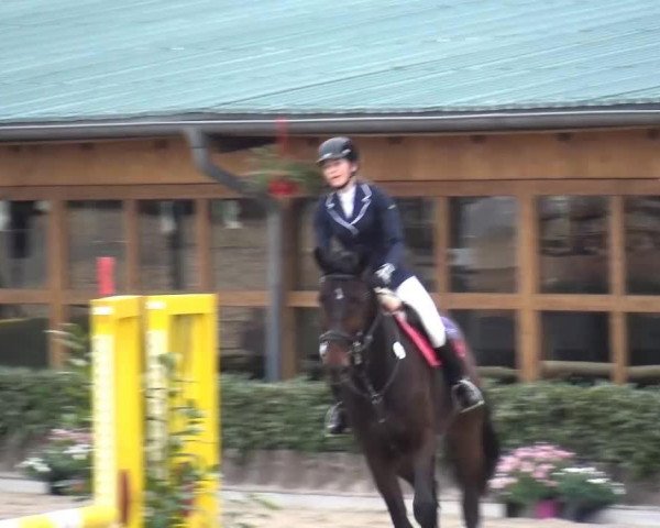 jumper Coquetto OH (Hanoverian, 2007, from Count Grannus)