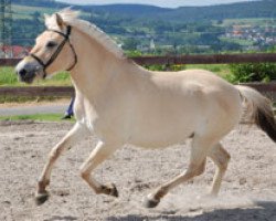 horse Golden May (Fjord Horse,  , from Randi vom Waldnußbaum)