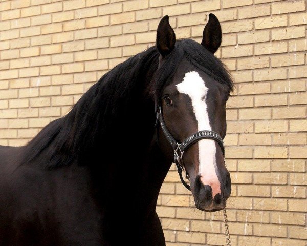 horse Rossi Amor (Danish Warmblood, 2009, from Firenze DVH)