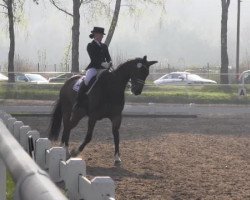 dressage horse Cumberland Jack (Hanoverian, 2005, from Cranach)