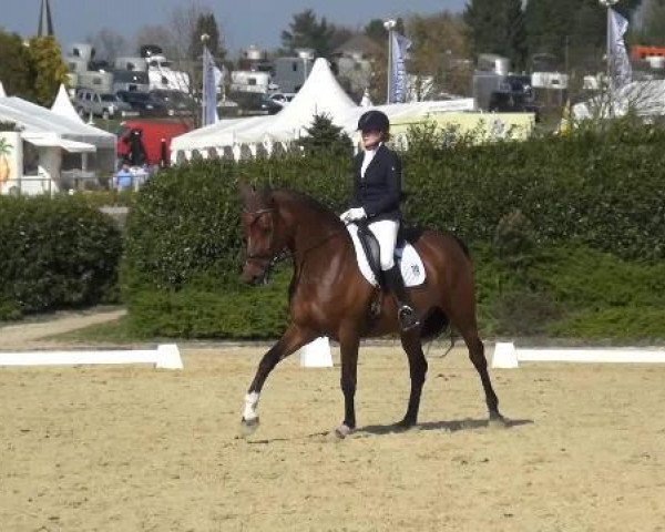 horse Philippa 28 (Oldenburg, 2008, from Florencio I)