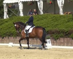 dressage horse Downtown 16 (Hanoverian, 2009, from Dancier)