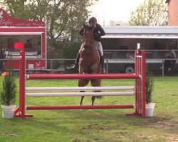 jumper Candor 19 (Westphalian, 2008)
