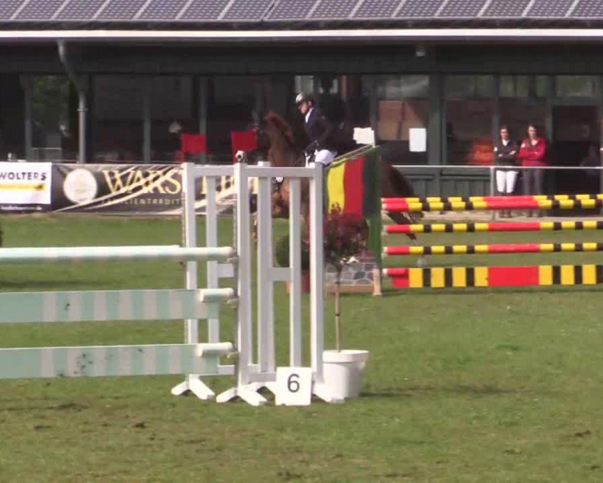 Springpferd Pepe 258 (Westfale, 2008, von Pilaro)