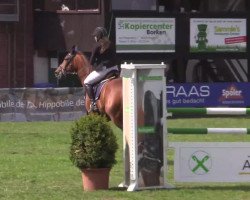 jumper Gregor 172 (Oldenburg show jumper, 2006, from Giorgio)