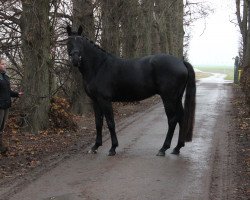 Dressurpferd First Class (Deutsches Sportpferd, 2011, von Fürst Romancier)