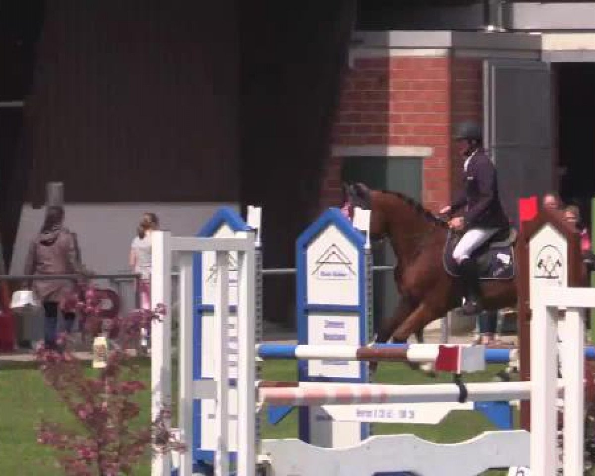 Springpferd Lugano Sitte (Belgium Sporthorse, 2017, von Tangelo van de Zuuthoeve)