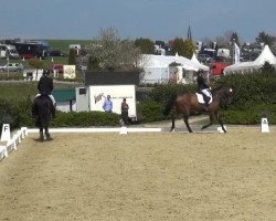 dressage horse Bardolino 32 (Hanoverian, 2009, from Belissimo NRW)