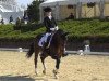 dressage horse Farah Diba 47 (Hanoverian, 2008, from Falsterbo)