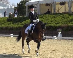 dressage horse Farah Diba 47 (Hanoverian, 2008, from Falsterbo)