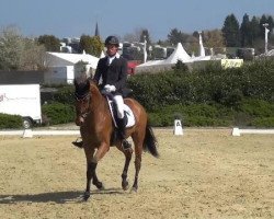 dressage horse Sir London Royal (Hanoverian, 2009, from Sir Donnerhall I)