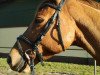 broodmare Quidam's Cordeaimee (Hanoverian, 2008, from Quidam's Rubin)