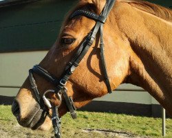 broodmare Quidam's Cordeaimee (Hanoverian, 2008, from Quidam's Rubin)