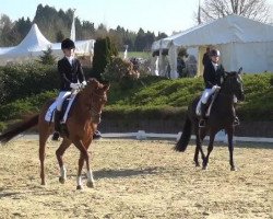 dressage horse Fiderma (KWPN (Royal Dutch Sporthorse), 2010, from Citango 2)