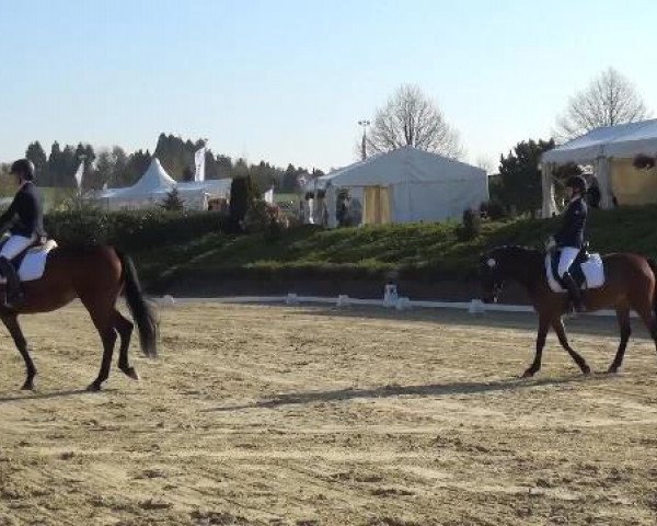 broodmare Chiara Luca (German Riding Pony, 2010, from FS Champion de Luxe)
