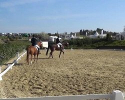 dressage horse Dream Sun (German Riding Pony, 2011, from Dream of Lord)