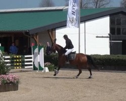 jumper Lani-Malu H (Zangersheide riding horse, 2009, from Level Z)