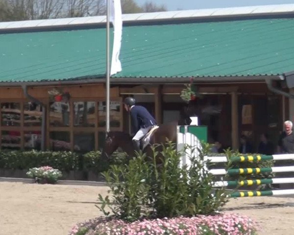 jumper Jackson 82 (Belgian Warmblood, 2009, from Cicero Z van Paemel)