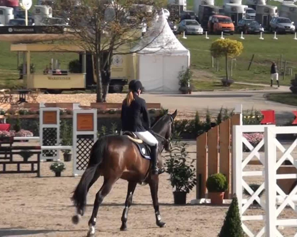 broodmare Hey Judy (Hanoverian, 2009, from Stakkato's Highlight)