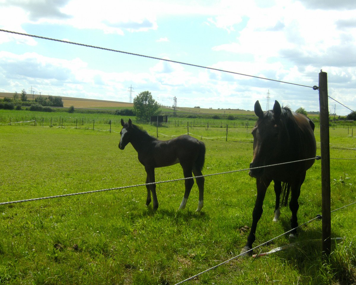 broodmare Ballerina (Hanoverian, 2000, from Bergamon)