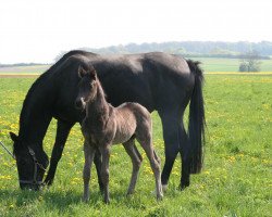 broodmare Domenika (Oldenburg, 2007, from Dimaggio)