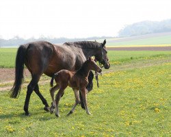 broodmare Estrella (Bavarian, 2005, from Irish Classic xx)