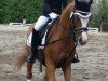 dressage horse Olympic H (German Riding Pony, 2004, from Ombre)