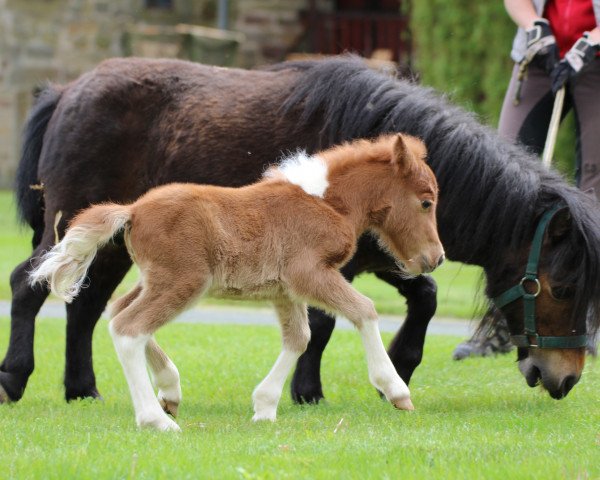 Zuchtstute Libelle (Shetland Pony, 2013, von ML's Little Boy)