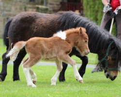 broodmare Libelle (Shetland Pony, 2013, from ML's Little Boy)