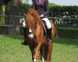 Springpferd Bodethal's Prince Ludwig (Deutsches Reitpony, 2009, von Prince Charming 17)