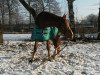 dressage horse Rescue-Me (Rhinelander, 2010, from Rilke)