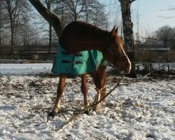 dressage horse Rescue-Me (Rhinelander, 2010, from Rilke)