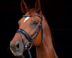 dressage horse Chester 218 (Oldenburg, 2005, from Charon)