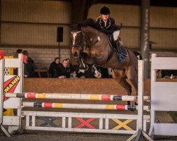 jumper Bling Bling 3 (KWPN (Royal Dutch Sporthorse), 2006, from Manhattan)