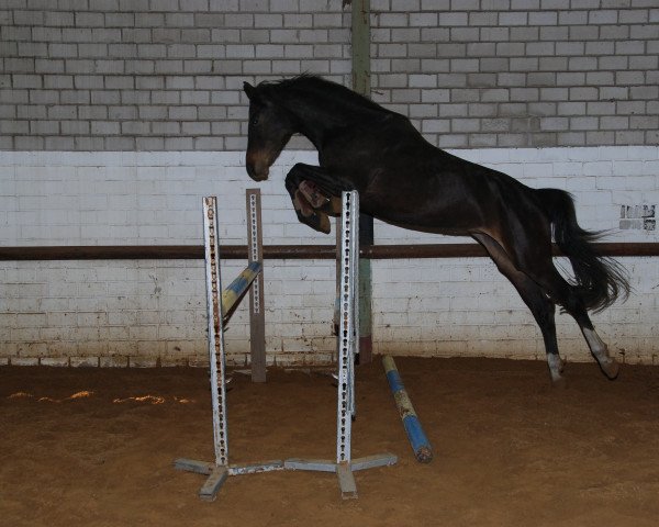 dressage horse Paula (Westphalian, 2012, from Sacre Coeur)